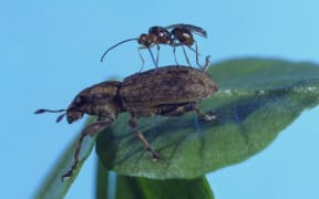 The female wasp lays eggs in the weevil which eventually kills it.