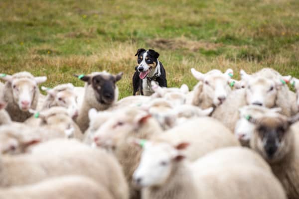 Children raised on farms, especially those in close contact with animals, seem to have a lower risk of allergic diseases.