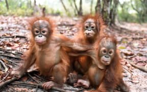 Baby orangutans