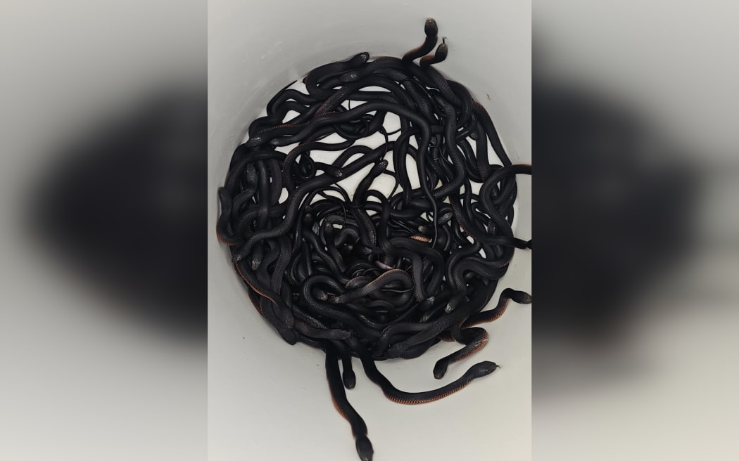 More than 100 snakes found in Sydney backyard.