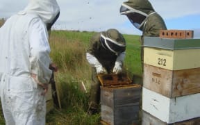Inspecting bee colonies for AFB disease