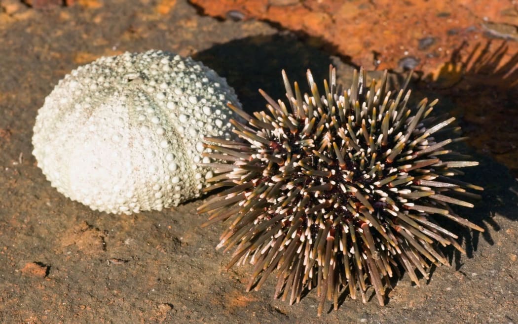 Sea urchin, or known more widely in New Zealand but its Māori name, kina.