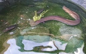 Eel McPherson.