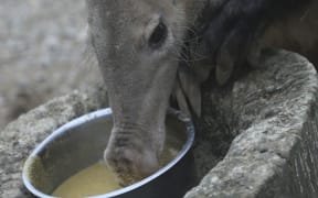 Misha the Aadvark feeding in her enclosure at London Zoo in London.