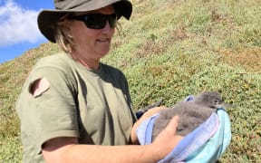A pakahā fluttering shearwater chick being released at Cape Farewell.