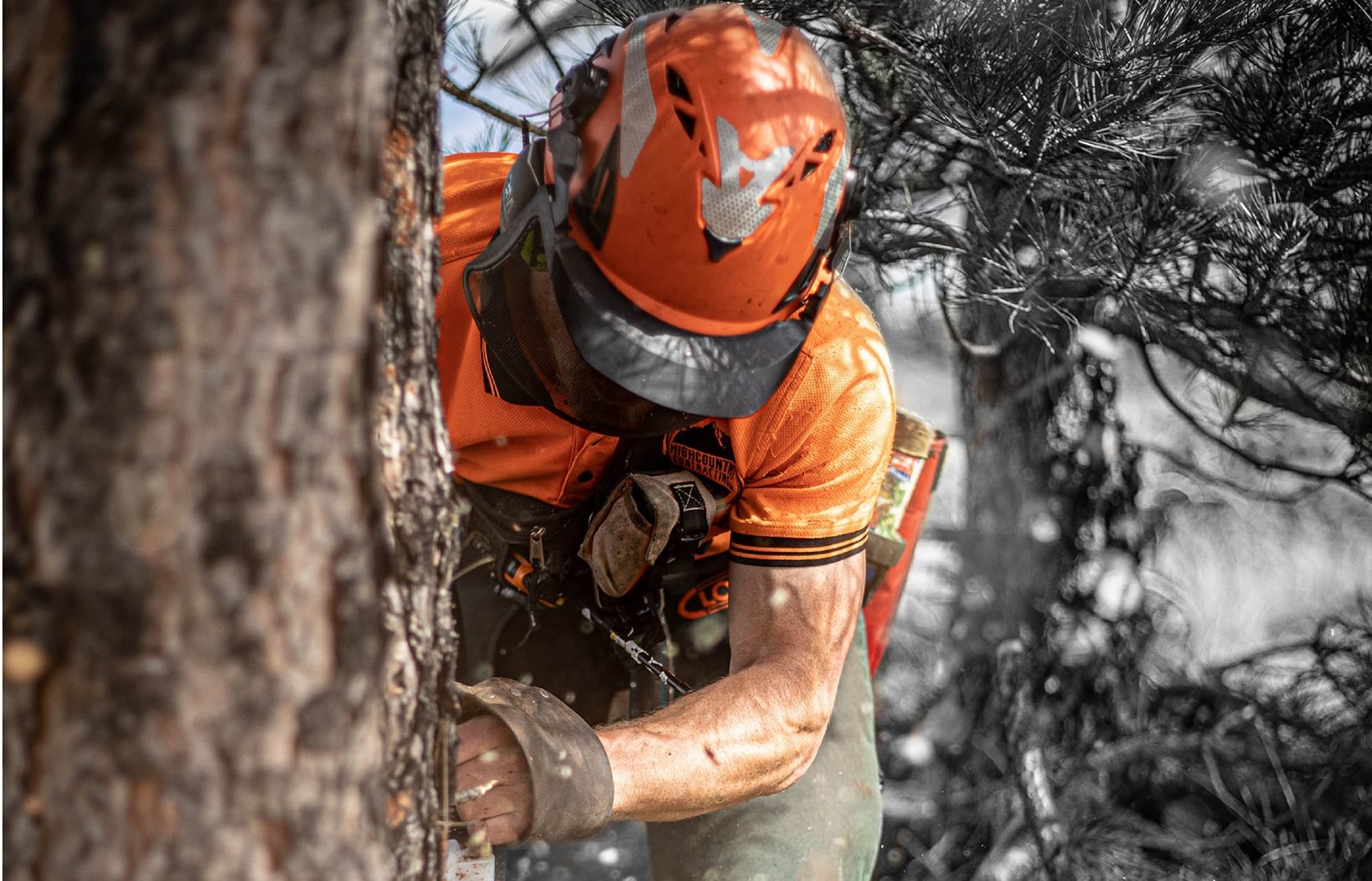 High Country Contracting in South Canterbury is selling wilding pines as Christmas trees to raise money for charity.