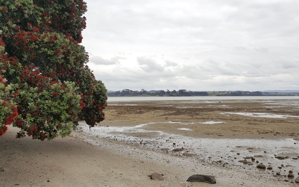 Estuaries and tidal sand flats are an important ecosystem, that is at risk from increasing sediment and nutrient run-off from the land.