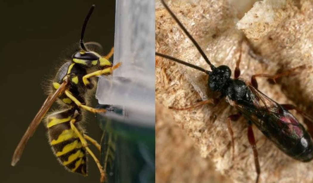 Landcare Research is testing whether the common wasp can be controlled by introducing a parasitic wasp.