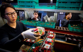 Workers process strawberries in the Glass House Mountains in Queensland on September 20, 2018.