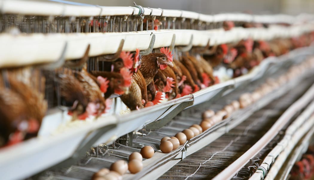 Caged hens, Italy.