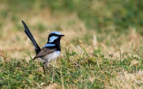 Fairy wren on alert
