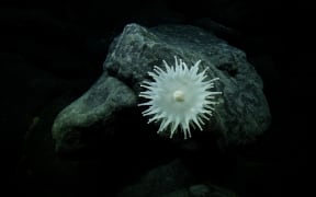 A large Corallimorpharia. Although it looks like an anemone, there are closely related to corals.