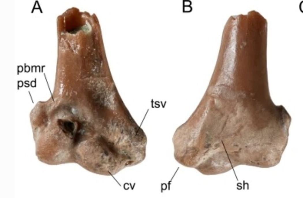 Fossil of Zealandornis relictus