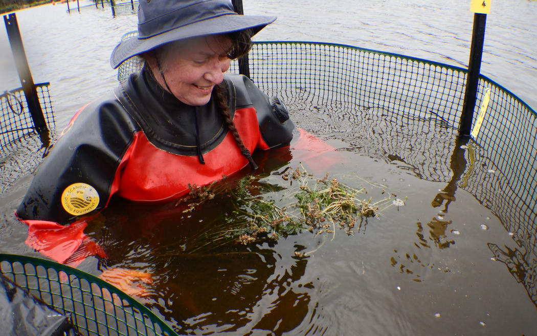Mary is wearing a black and red full drysuit, with a navy bucket hat. She is in the lake up to her chest in water, she's surrounded by a pest fish exclusion cage made of plastic mesh. She's got a mat full of plants in her hands in front of her.