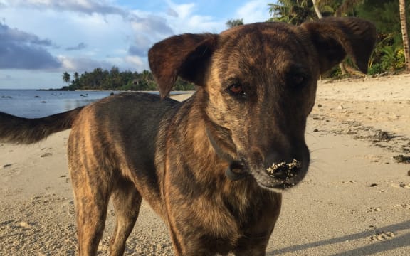 Eight to 10 percent of visitors to the Cook Islands will often make complaints about stray dogs.