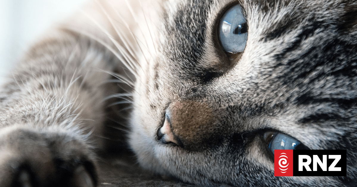 Kangaroo Island considers introducing 'last cat policy' in bid to ...