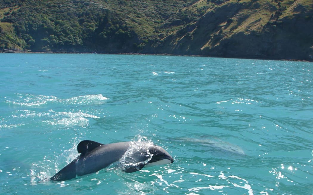 Māui dolphins
