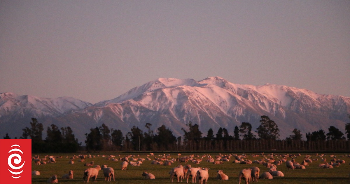 Beef and Lamb NZ krytykuje twierdzenia, że ​​mięso jest produkowane według niższych standardów