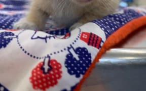 Kitten named Taika rescued at refuse station in Wellington