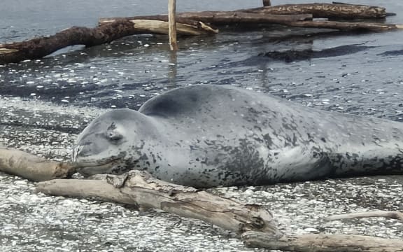 A Leopard Seal on Freyberg beach in Wellington.