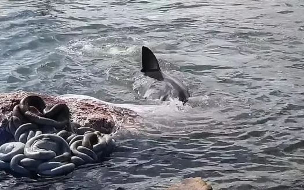 A shark feeding on the carcass of a humpback whale that washed up near the Australian coast.