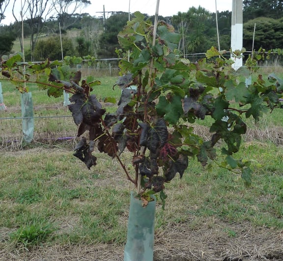 Reddening of leaves caused by the leafroll-3 virus - the green veins are a clear mark of the virus