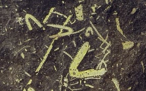 Roger Cooper discovered this slab of black shale in a fossil site in north-west Nelson. It shows the skeletons of several individual graptolites.