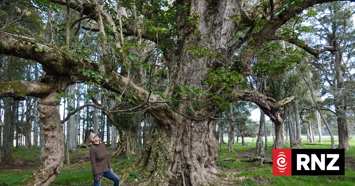 Women devastated wetland forest could be felled to make way for highway