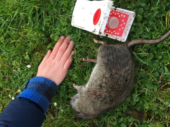 Rat trapper shop