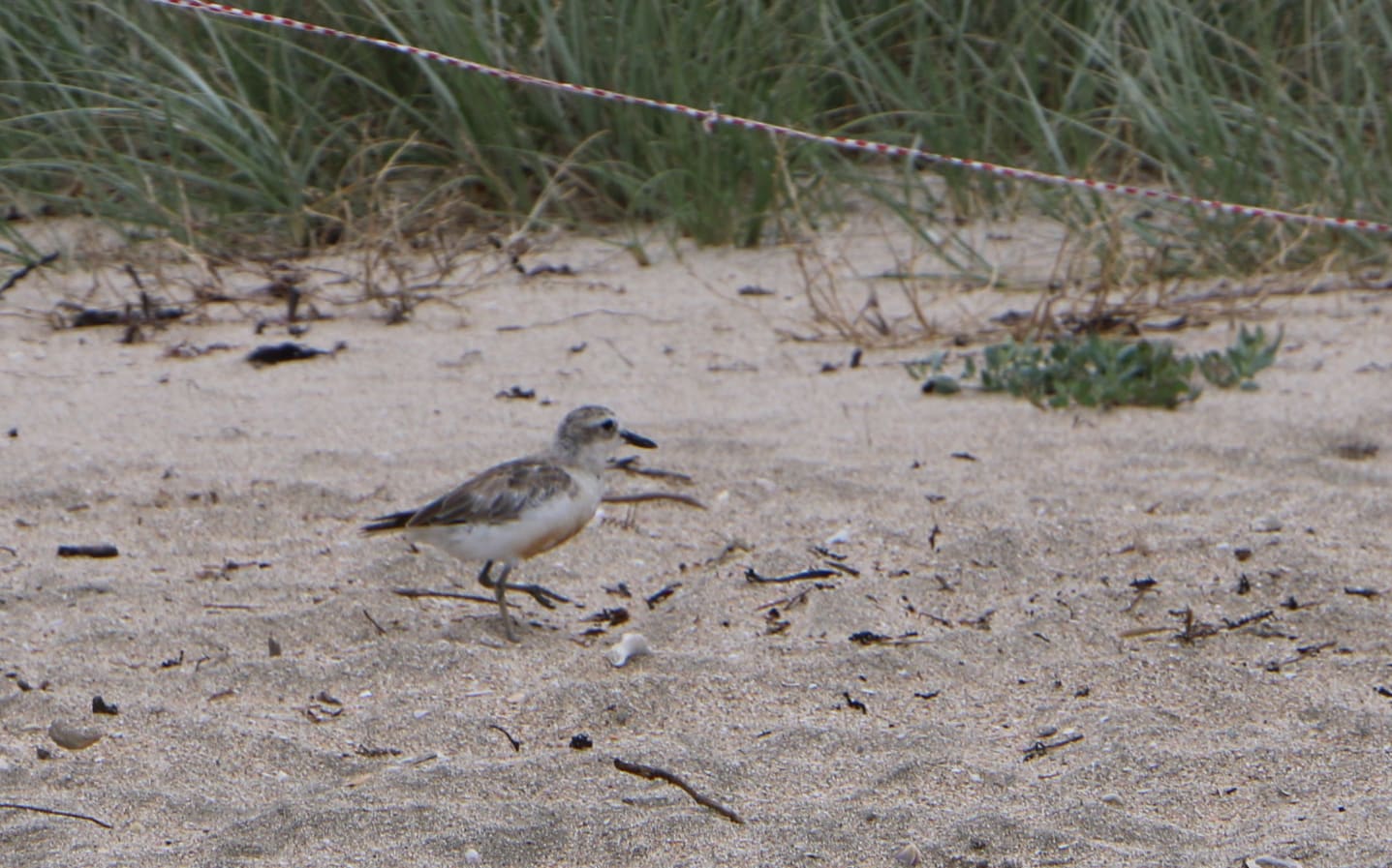 A dotterel at Te Haruhi Bay.