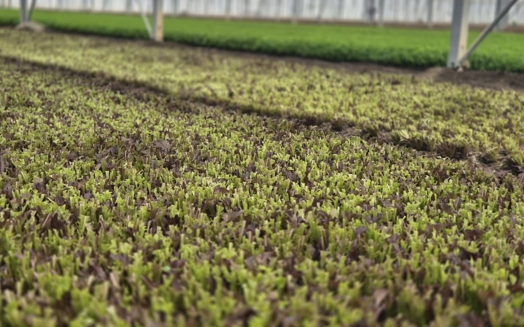 With ideal growing conditions, they can cut and harvest some of the salad greens up to 3 times.
