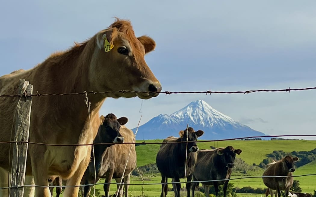 A herd of cows in Taranaki