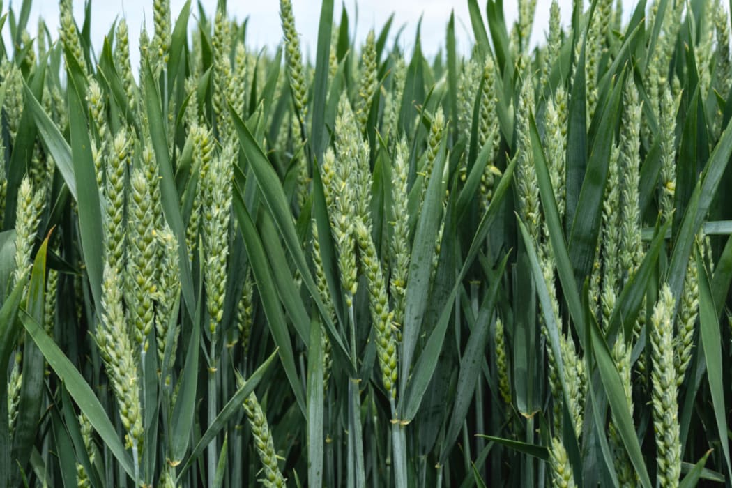 Wheat CRWT245 PVR