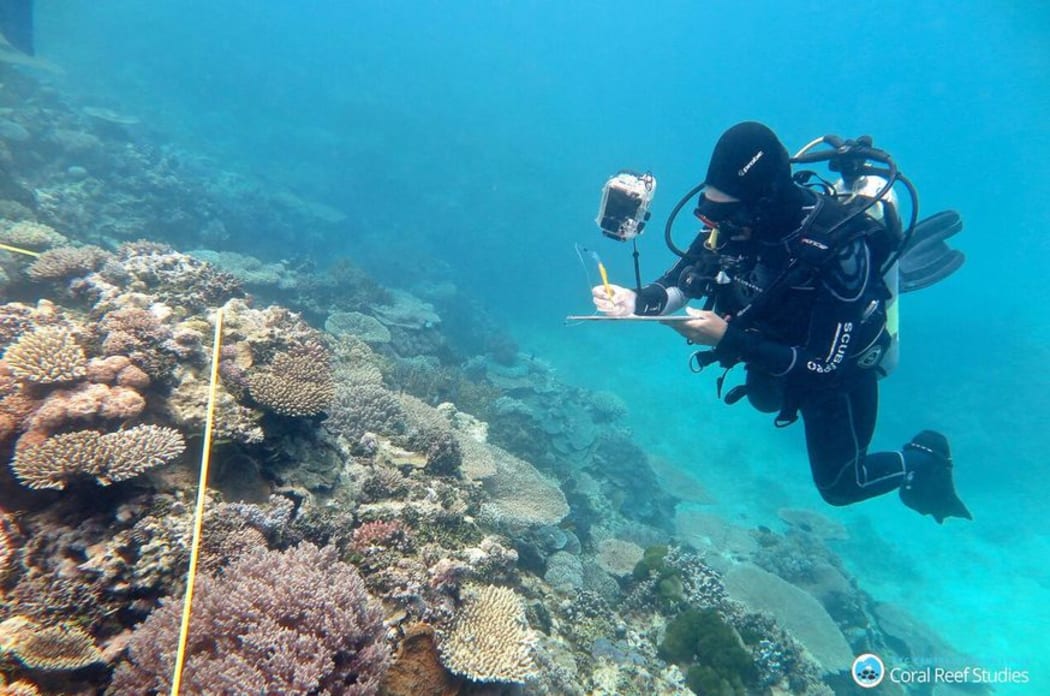 Researcher Grace Frank completing bleaching surveys along a 
transect line, One Tree Reef, Capricorn Group of Islands, Southern Great 
Barrier Reef, November 2016.