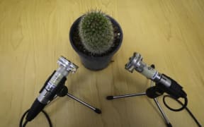 Microphones near cactus