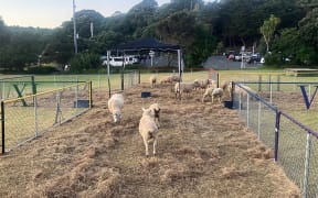 Sheep may safely graze as part of a Ralph Hotere installation in Waiheke's Sculpture on the Gulf event.