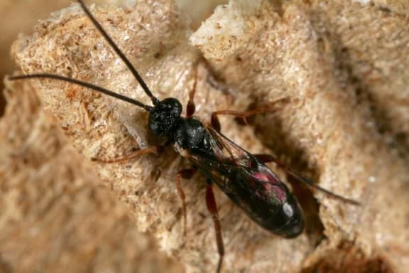 Wasp parasite