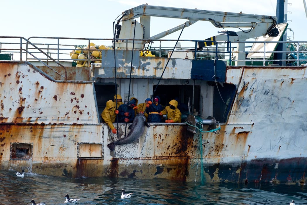 The New Zealand Defence Force says this photo shows fisherman hauling toothfish onboard the fishing vessel, Kunlun.