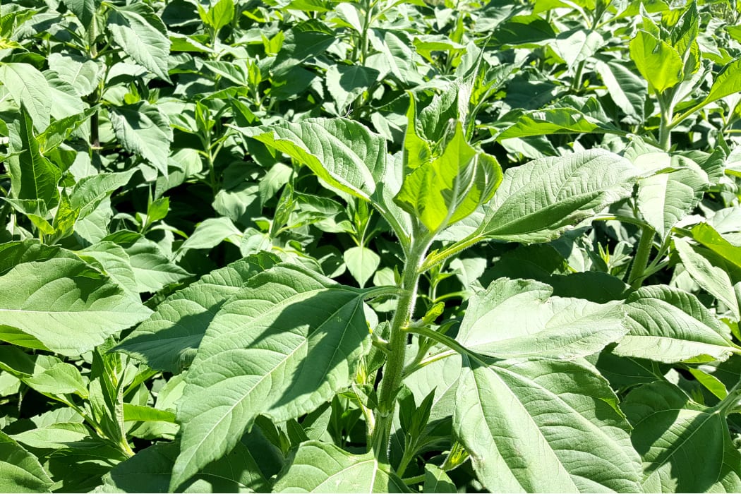 Jerusalem artichoke plants in North Canterbury