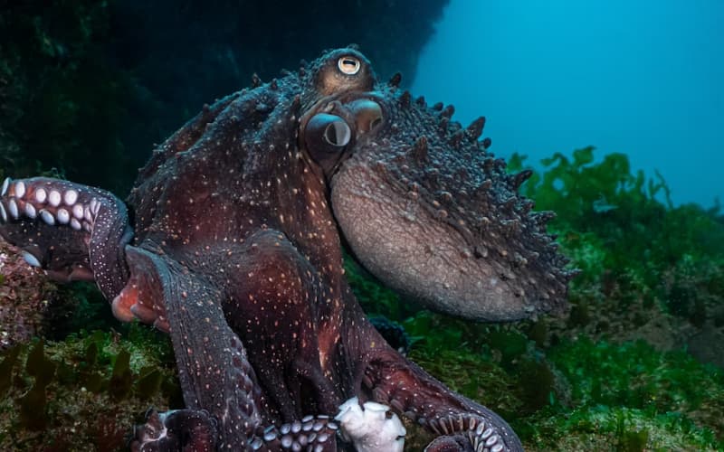 Charity calls for ban on octopus factory farms | RNZ