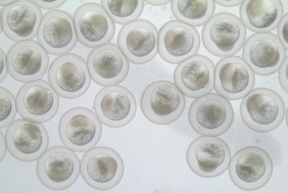 A few round eggs, each full of cells and a round dark shadow.