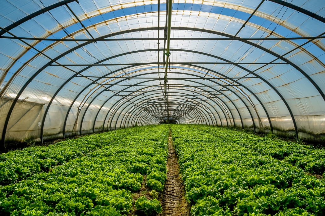 17968702 - young plants growing in a very large plant nursery in the france