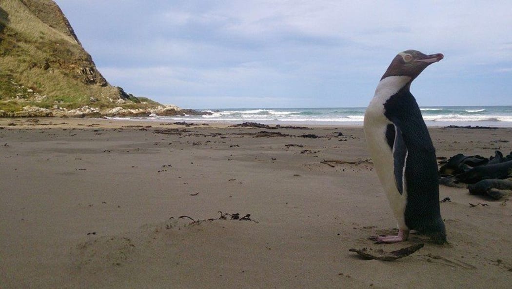 A yellow-eyed penguin.