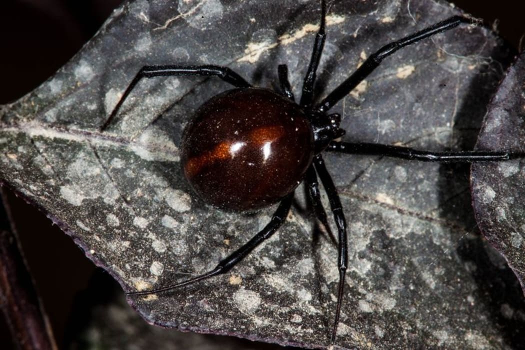 Black widow spider