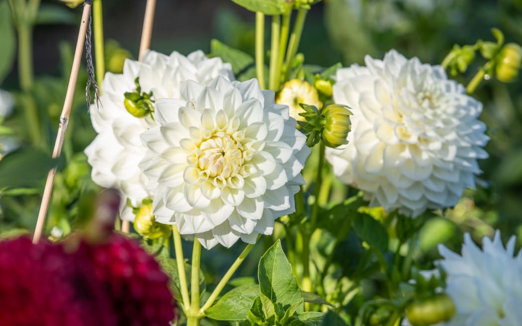 Dahlias