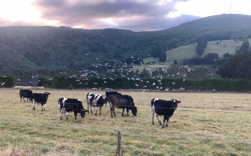Cows near Mt Cargill Dunedin