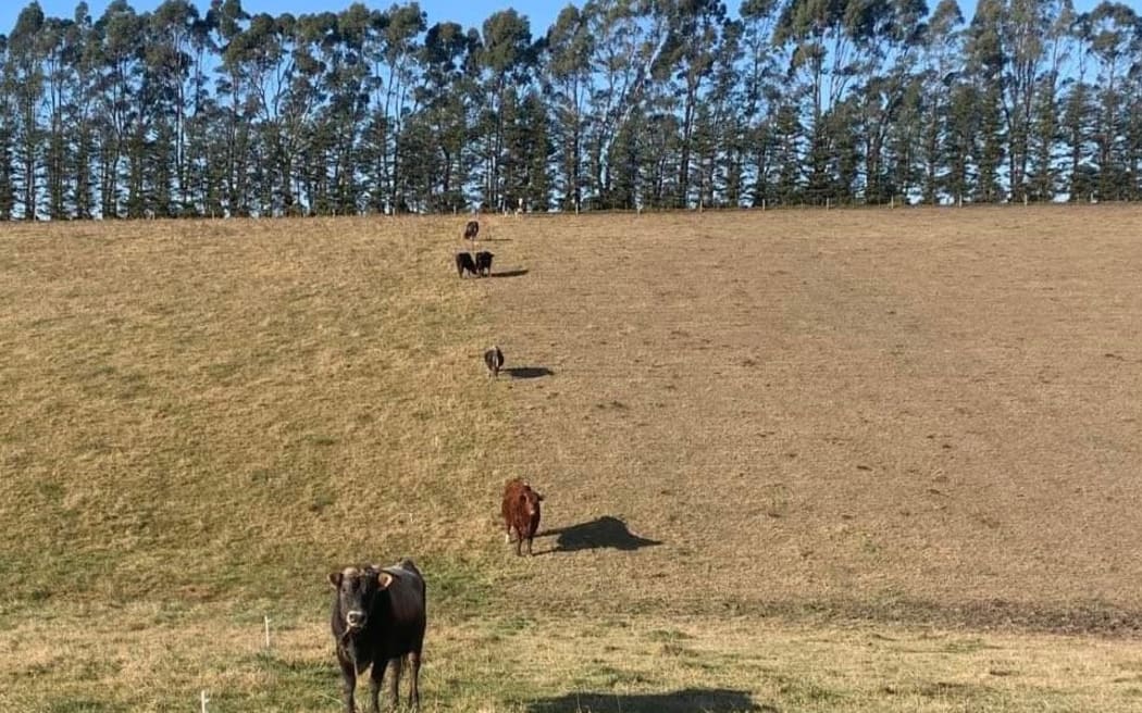 Cattle line up