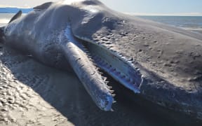 A 17m long dead sperm whale washed up on Rabbit Island, near Nelson.