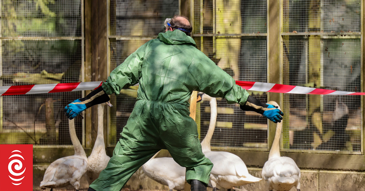 NZ must be prepared for bird flu, experts say, as Australia confirms first human case - Vimarsana News