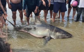 The shark on Orewa beach.
